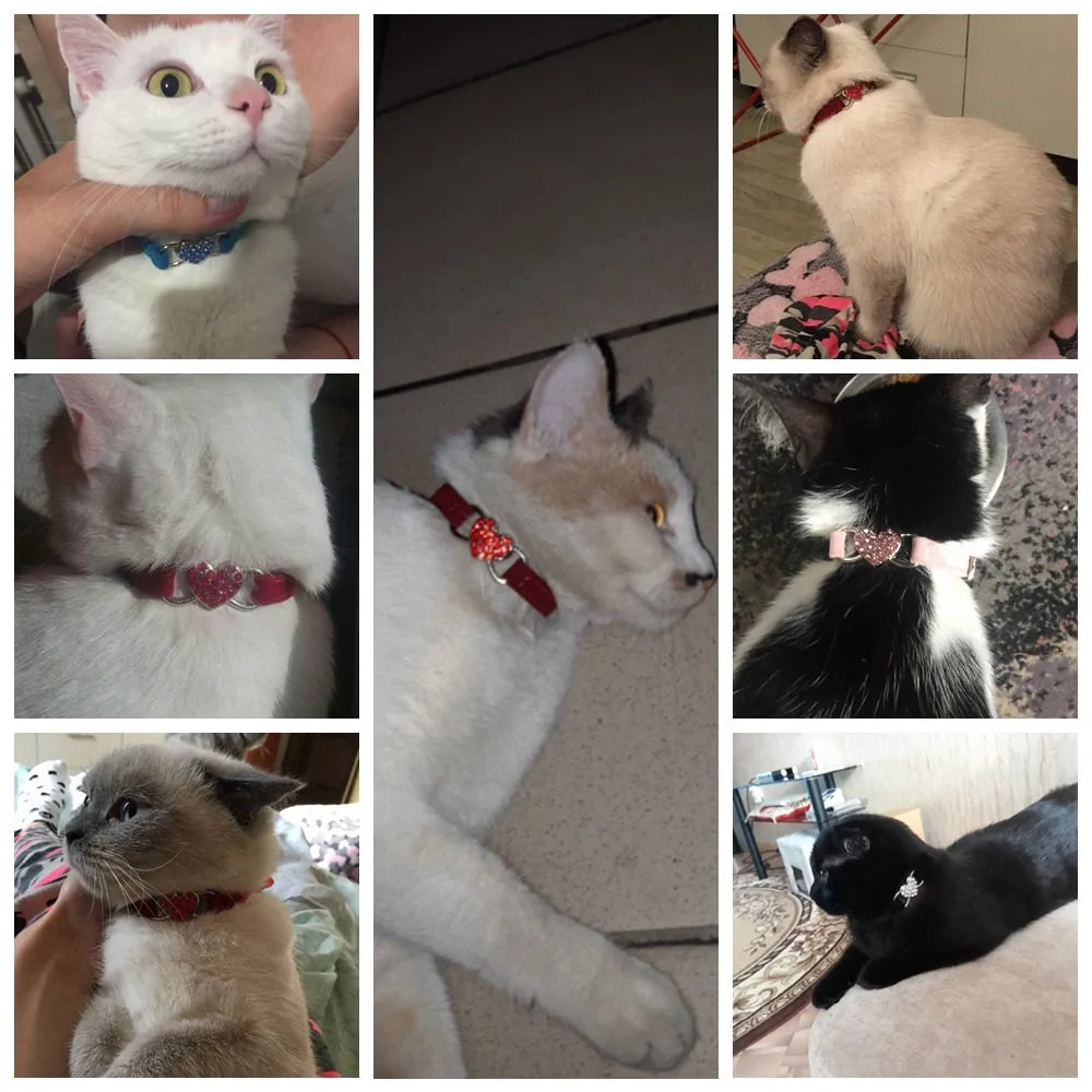 Leash Collars