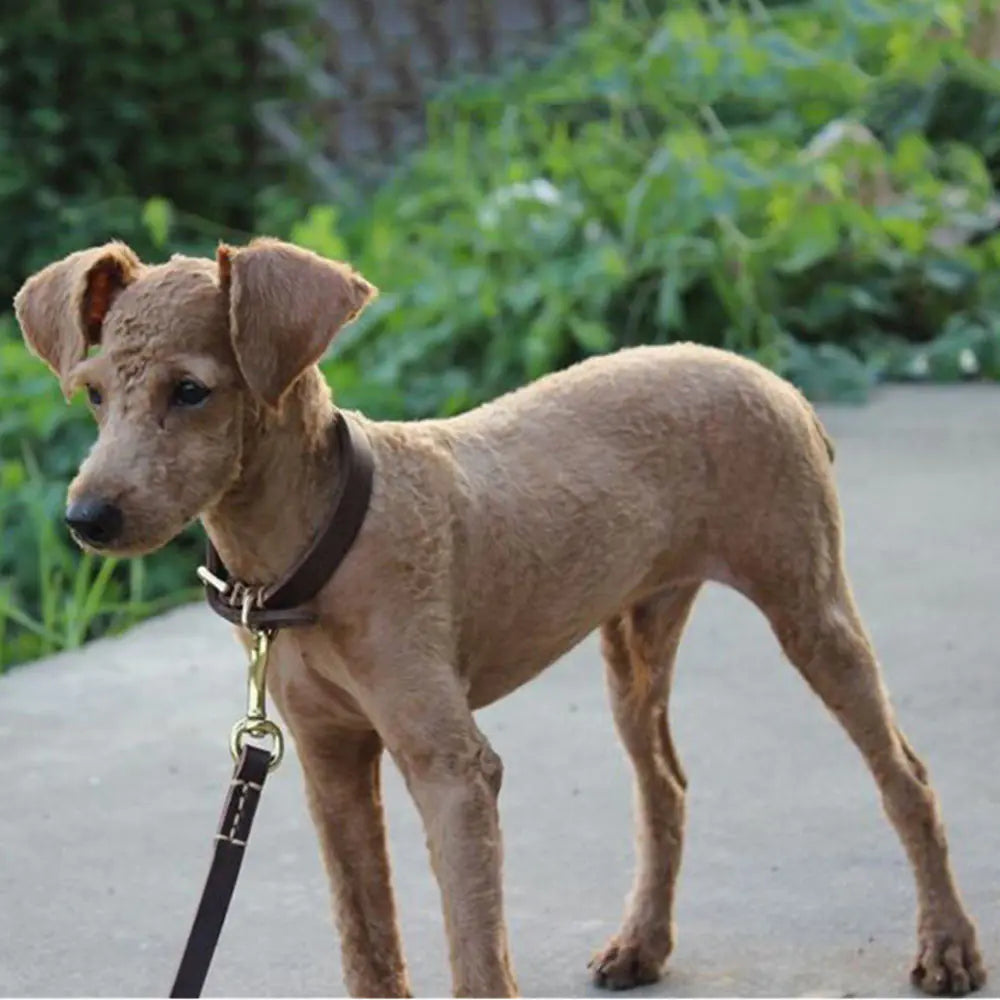 Adjustable Genuine Leather Dog Collar for Small Dogs